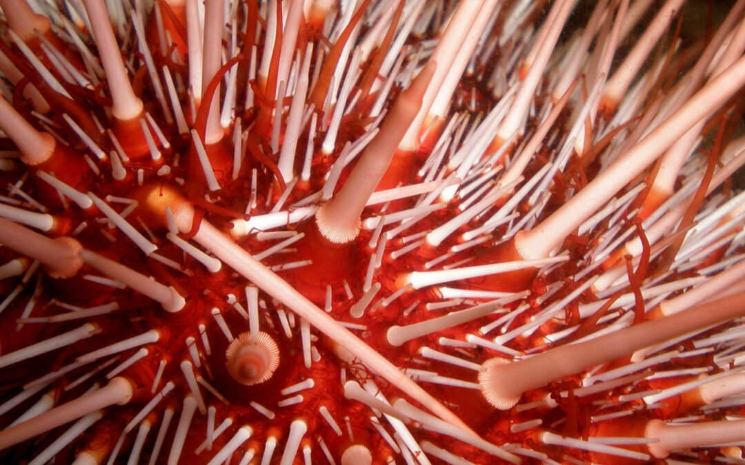 Alternative Edge Web Design image: a spiky red and white sea creature against a black background