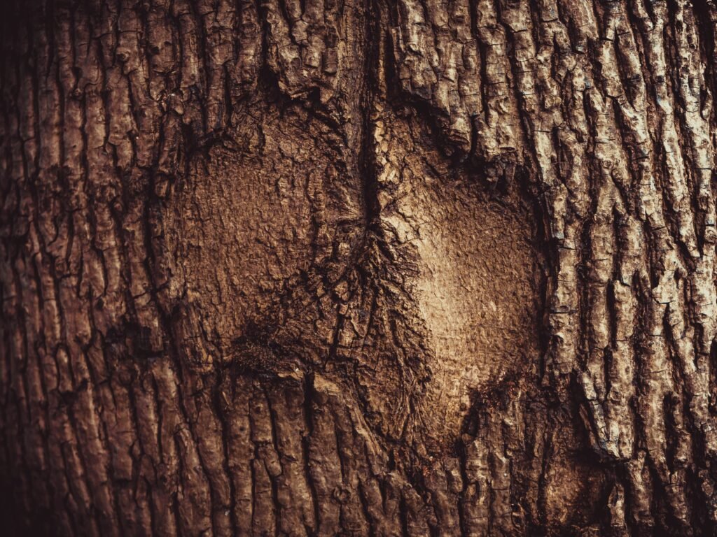 sharing from the scar not the wound image: photograph of weathered treebark, which includes a healed scar. The bark is brown and features ridging